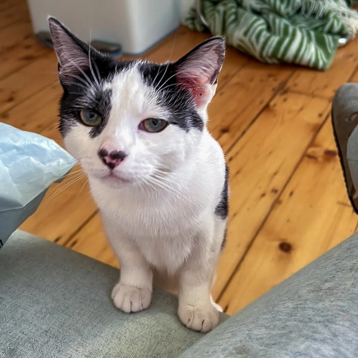 Honey and Olive, female young Mixed Breed for adoption at Feline Friends London