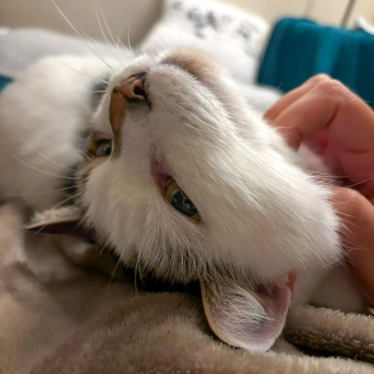 Bell, male senior Mixed Breed for adoption at Feline Friends London