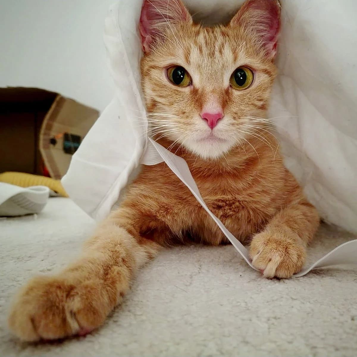 Poppy 9, female young Mixed Breed for adoption at Feline Friends London
