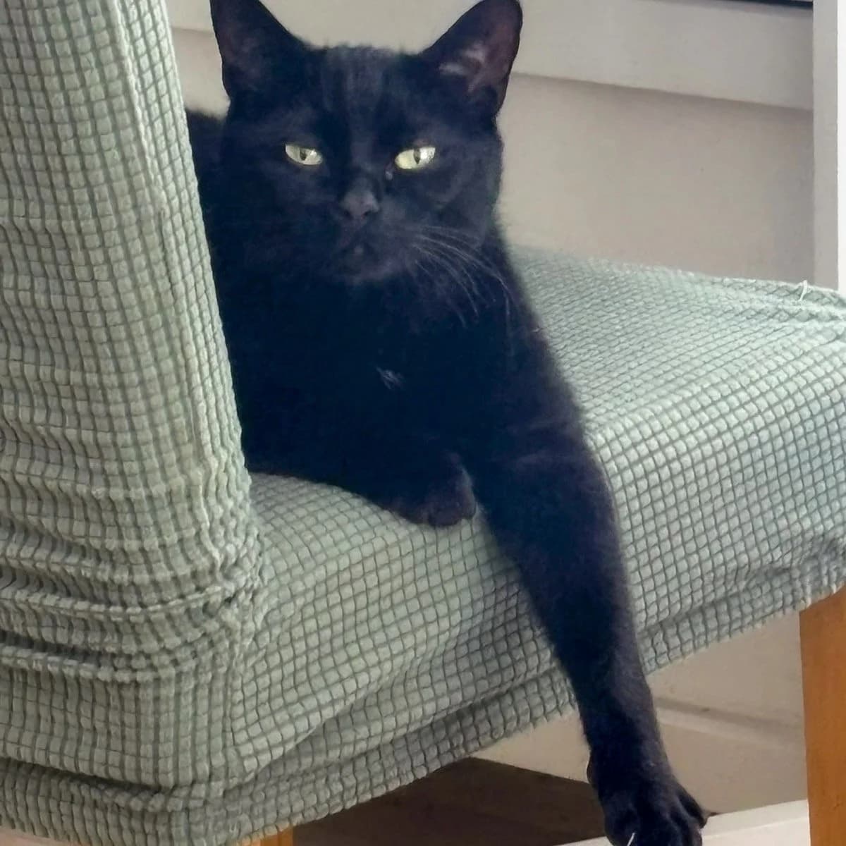 Milo 21, male 4yo Mixed Breed for adoption at Feline Friends London