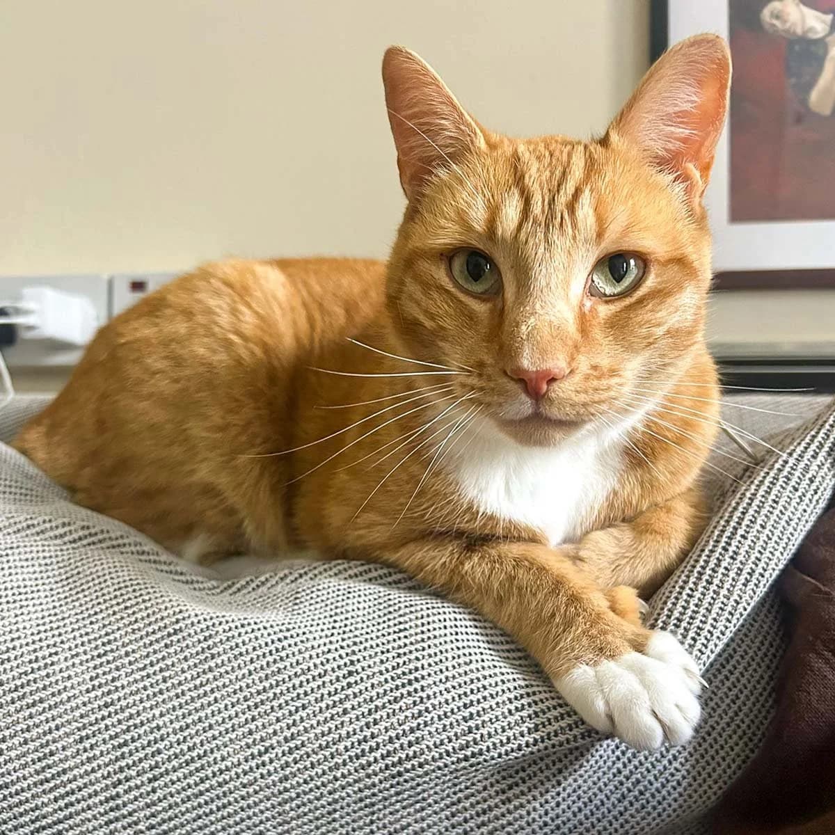 Ginge 4, male 3yo Mixed Breed for adoption at Feline Friends London