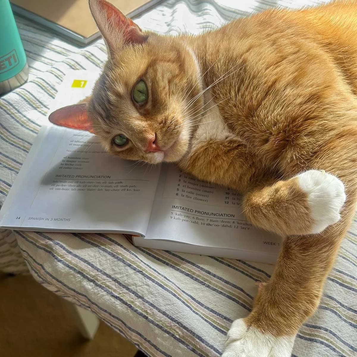Ginge 4, male 3yo Mixed Breed for adoption at Feline Friends London