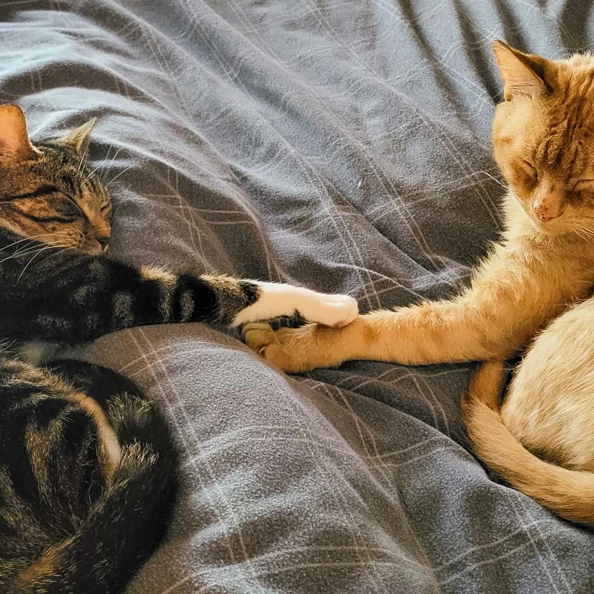 Chloe and Vin, female young Mixed Breed for adoption at Feline Friends London