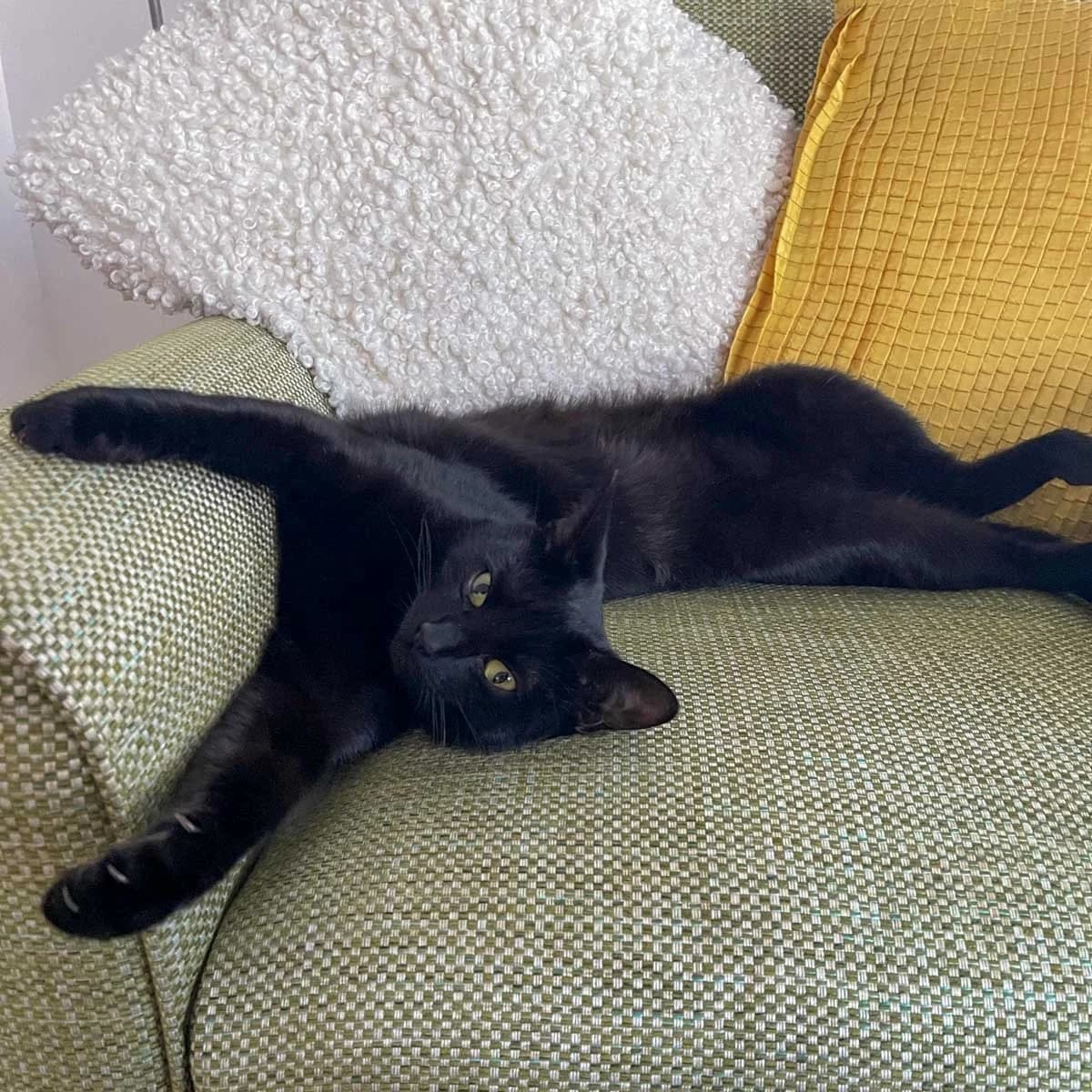 Luna 18, female young Mixed Breed for adoption at Feline Friends London