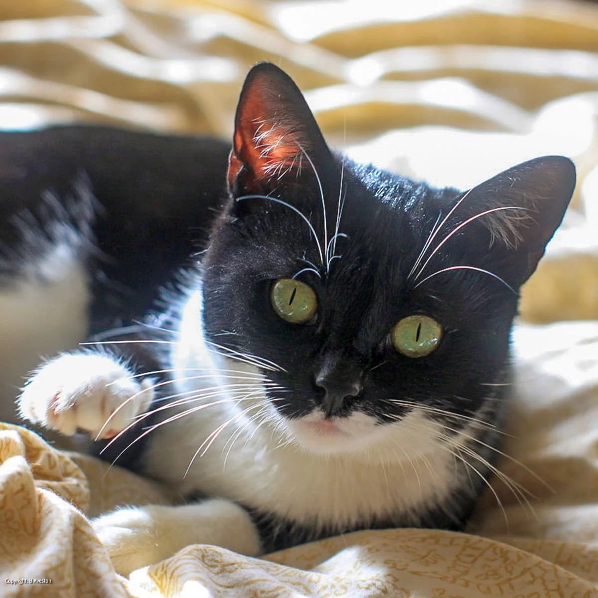 Mizar and Ursa, female young Mixed Breed for adoption at Feline Friends London