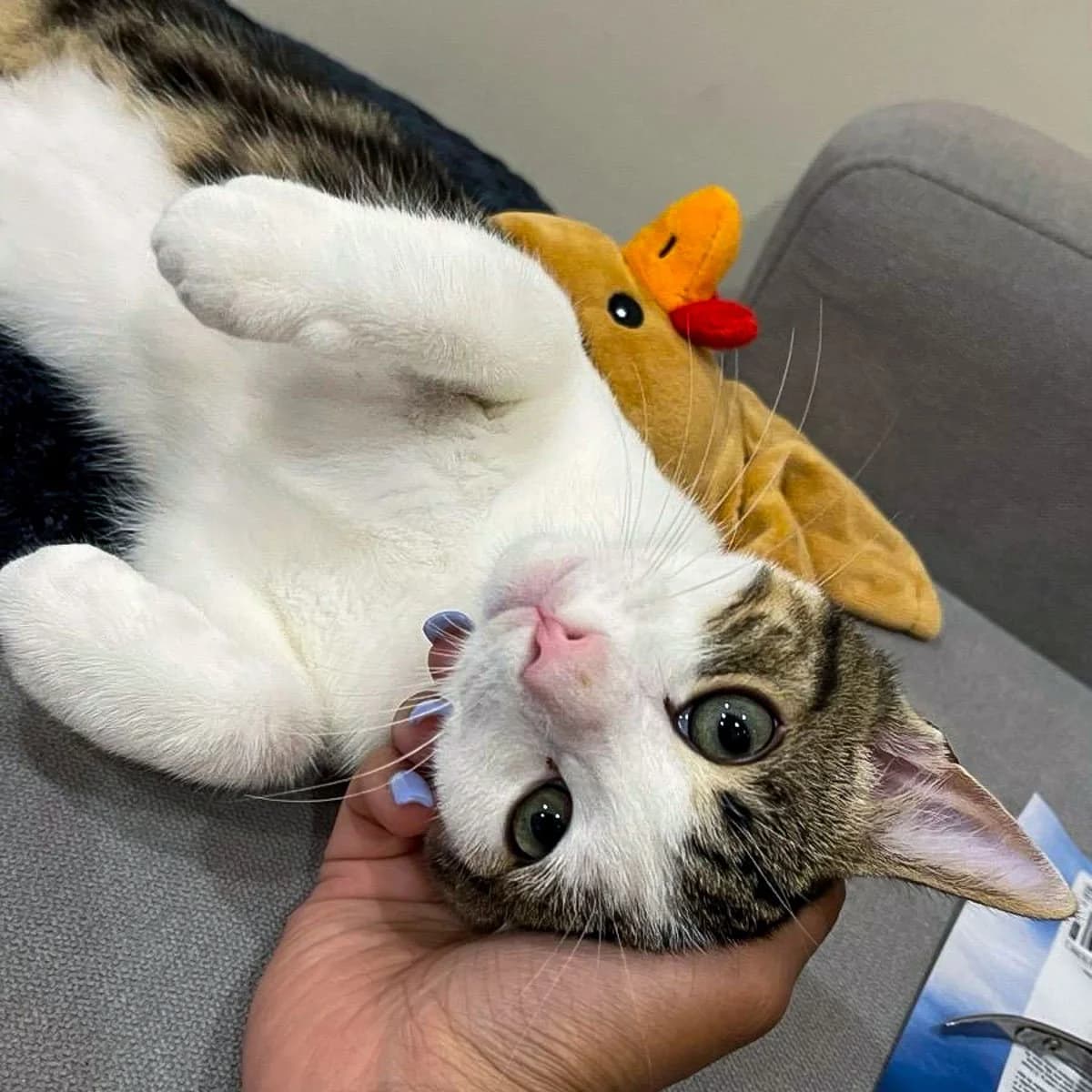 Loki 3, male 3yo Mixed Breed for adoption at Feline Friends London
