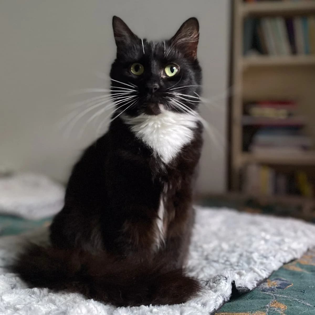 Seren, female young Mixed Breed for adoption at Feline Friends London