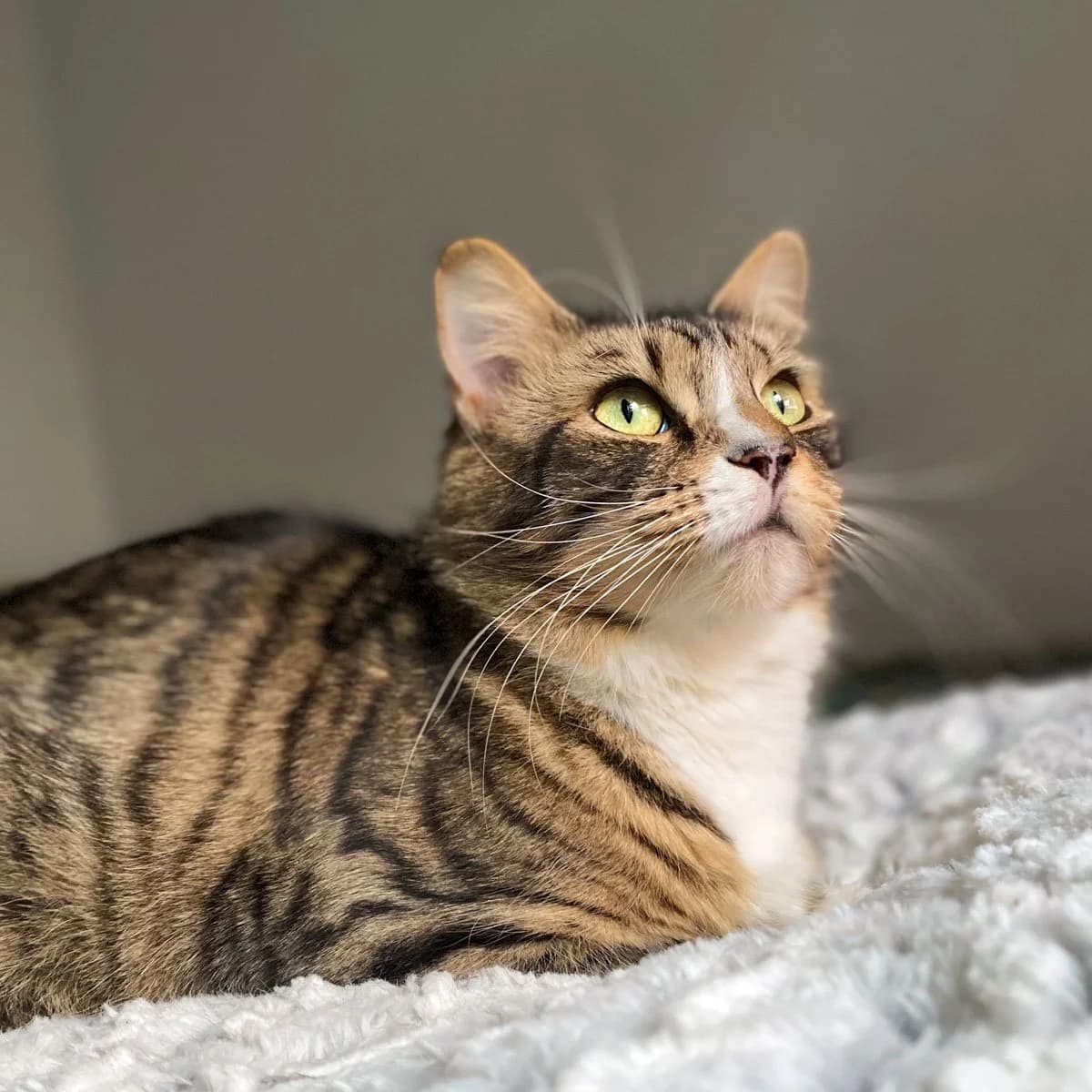 Megan, female young Mixed Breed for adoption at Feline Friends London