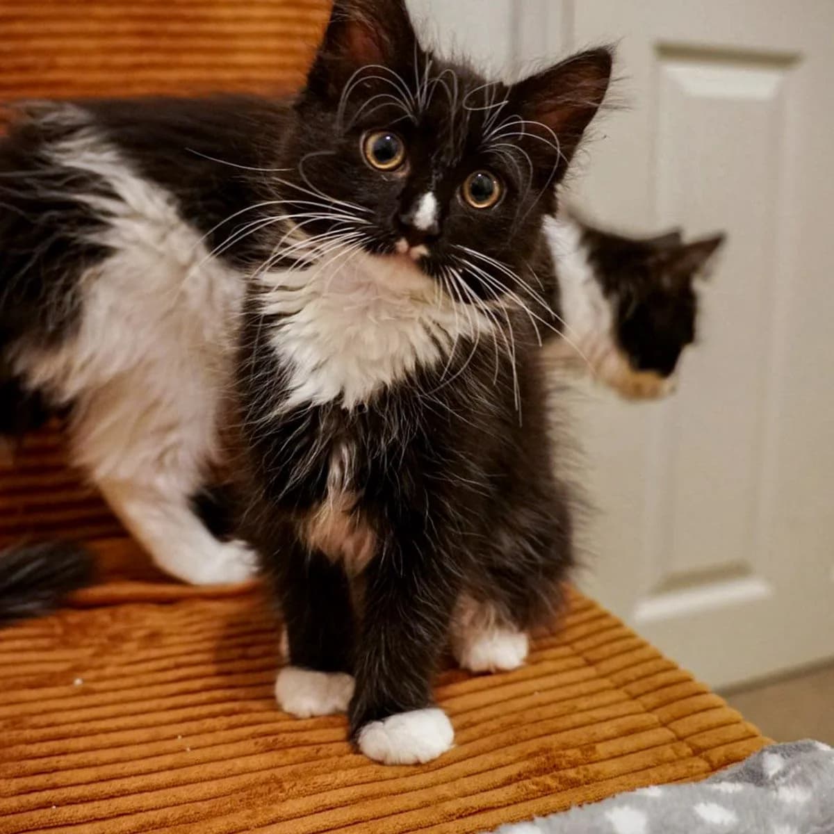 Nellie, Spot, Stripe and Yaroslav, female puppy Mixed Breed for adoption at Feline Friends London