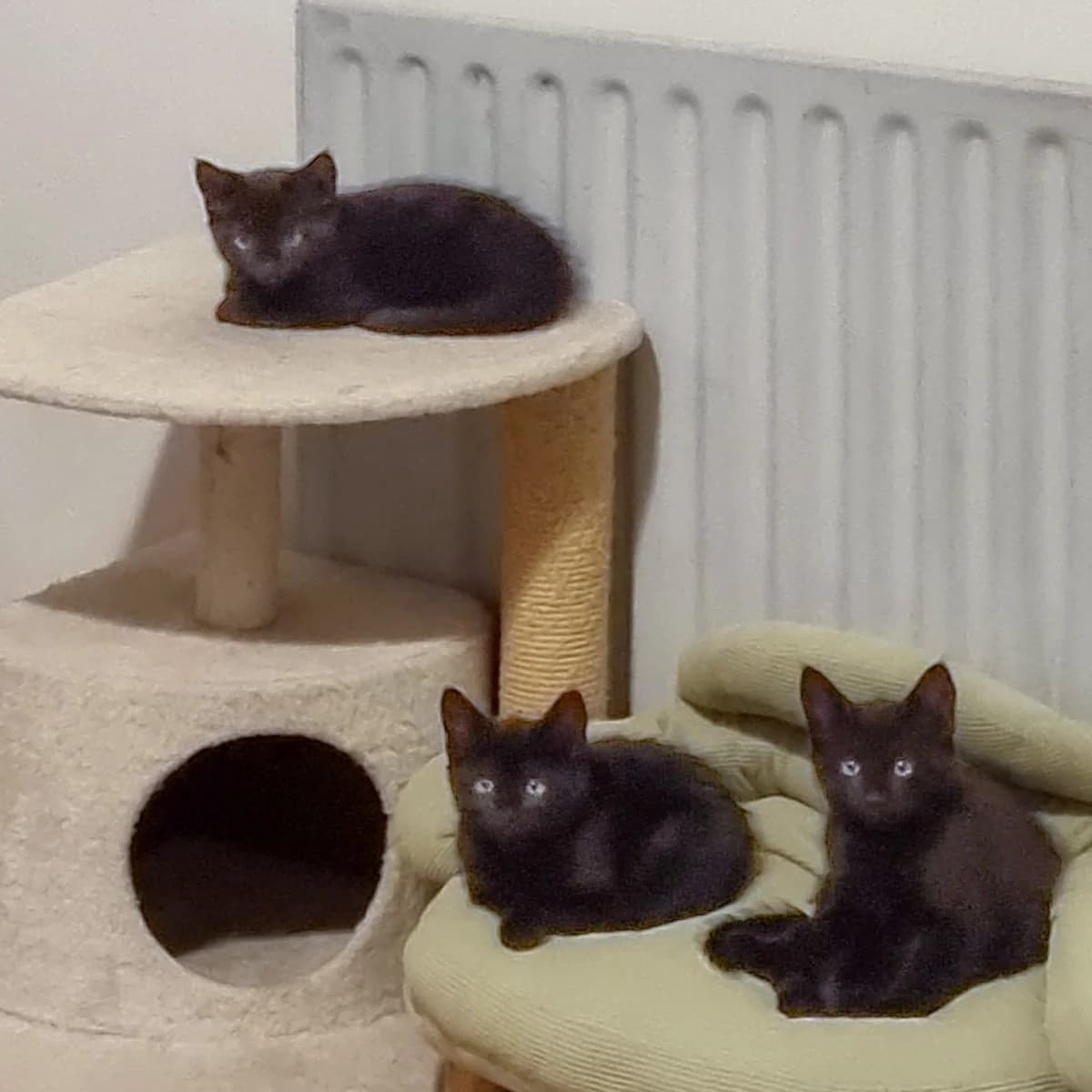 Mint and Tarragon, puppy Mixed Breed for adoption at Feline Friends London