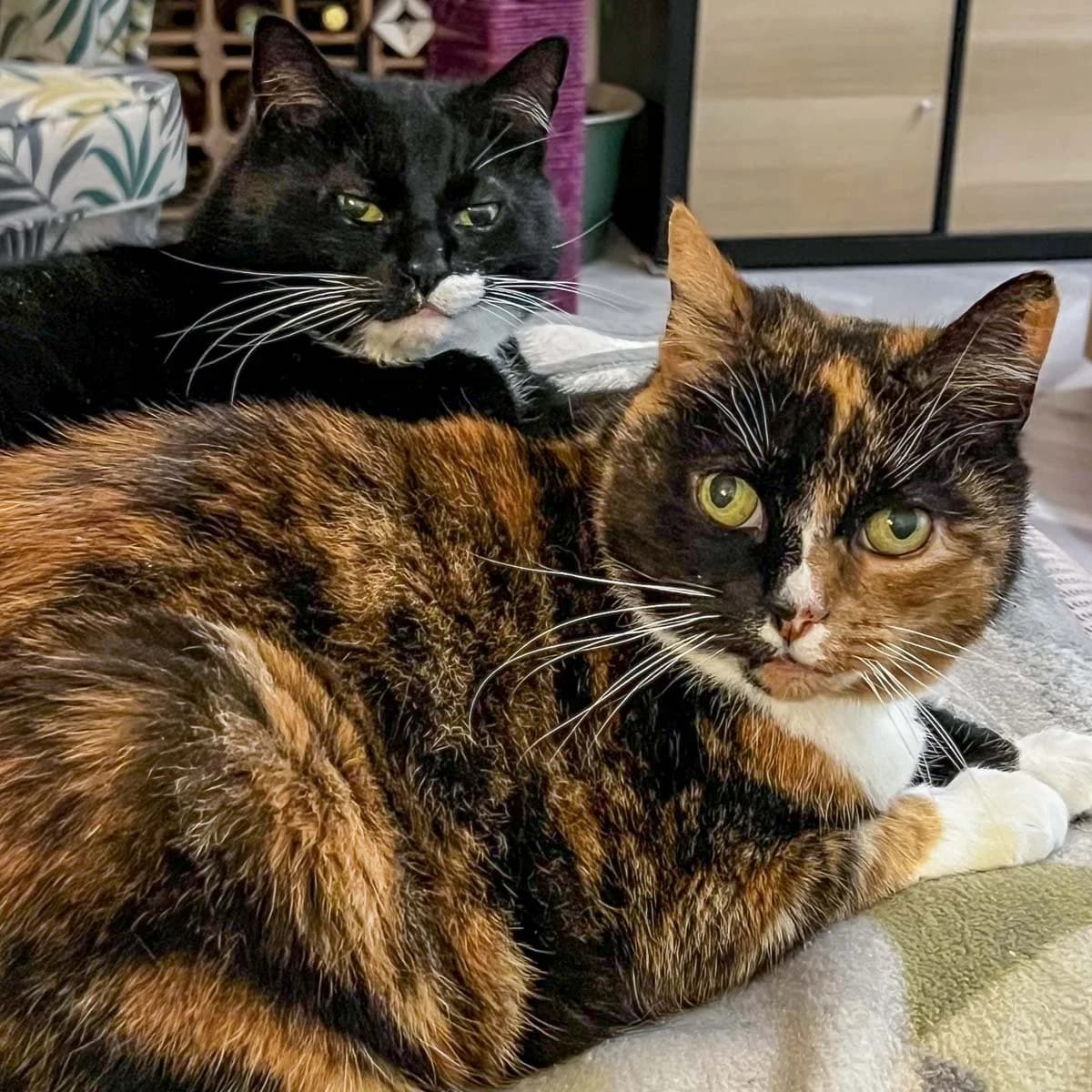 Shadow and Silky, male senior Mixed Breed for adoption at Feline Friends London