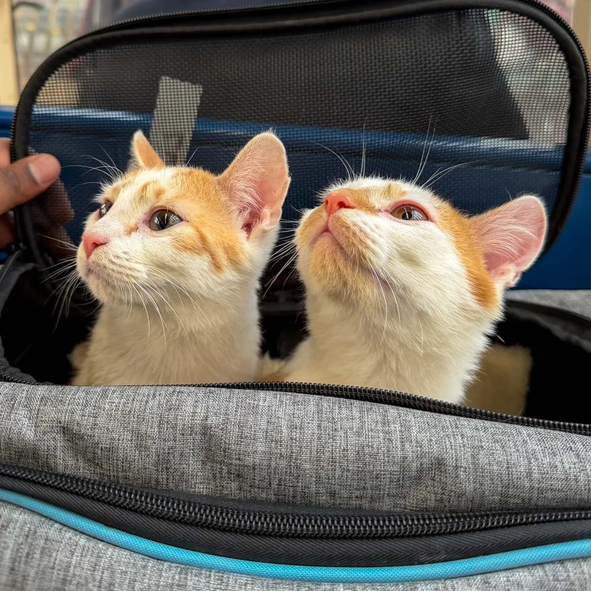 Frank and Queenie, male young Mixed Breed for adoption at Feline Friends London