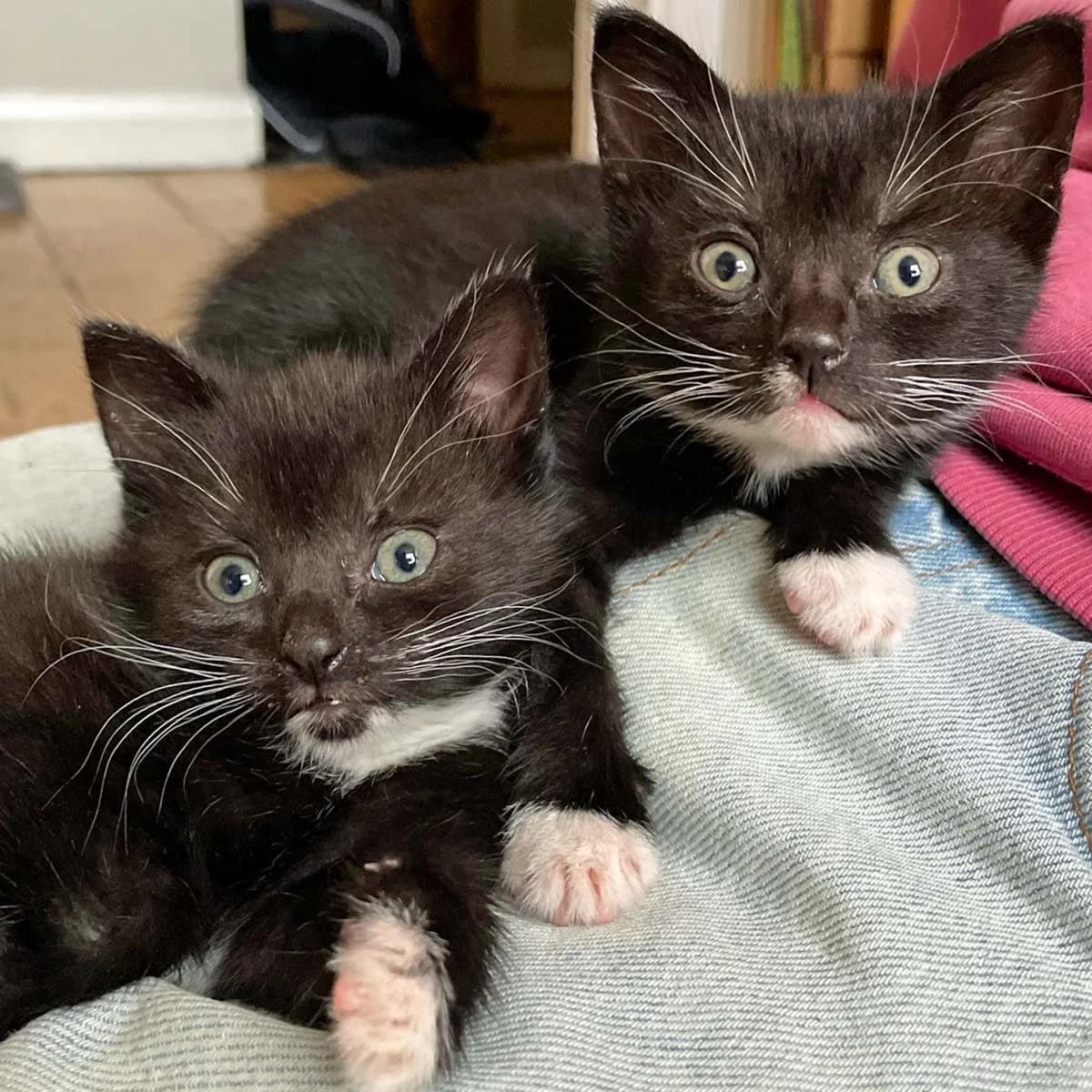 Brownie and Maggie, female puppy Mixed Breed for adoption at Feline Friends London