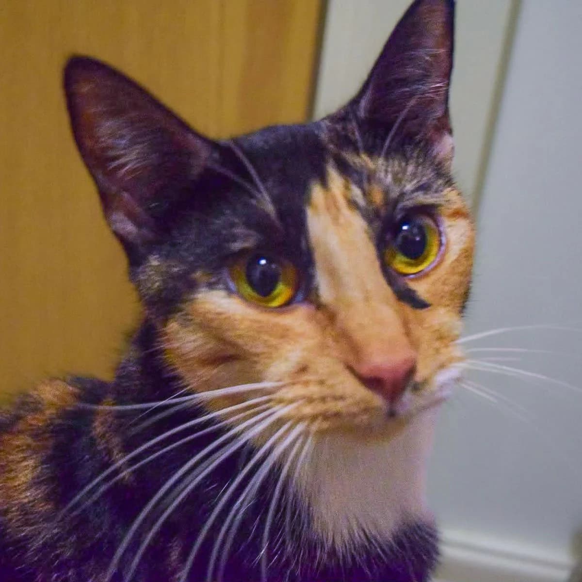 Raksha, female puppy Mixed Breed for adoption at Feline Friends London