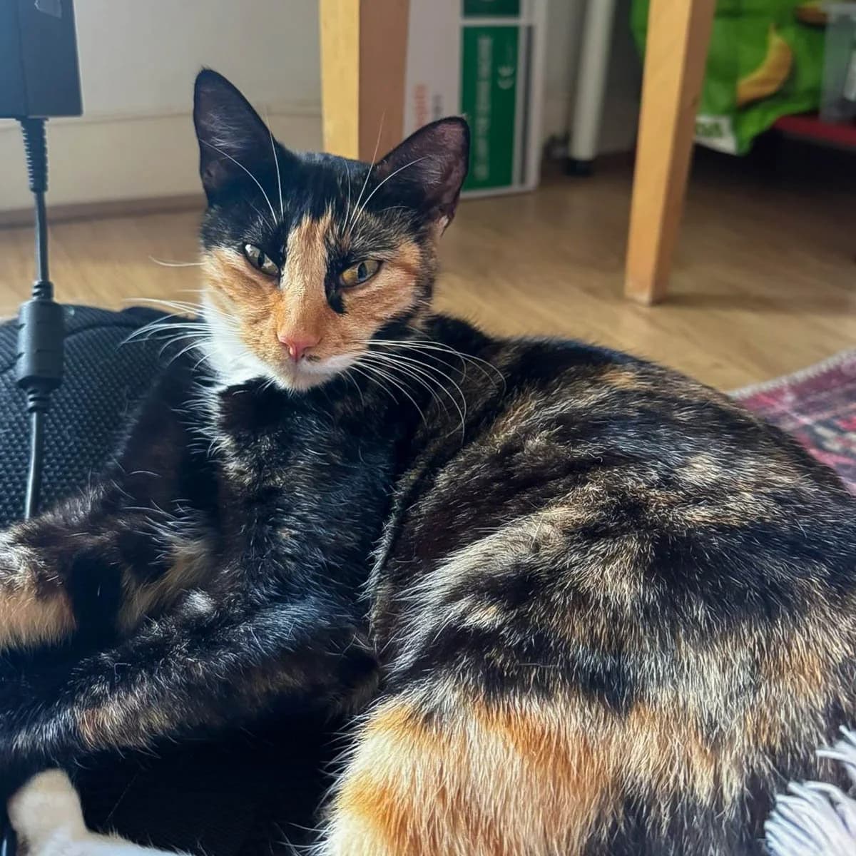 Raksha, female puppy Mixed Breed for adoption at Feline Friends London