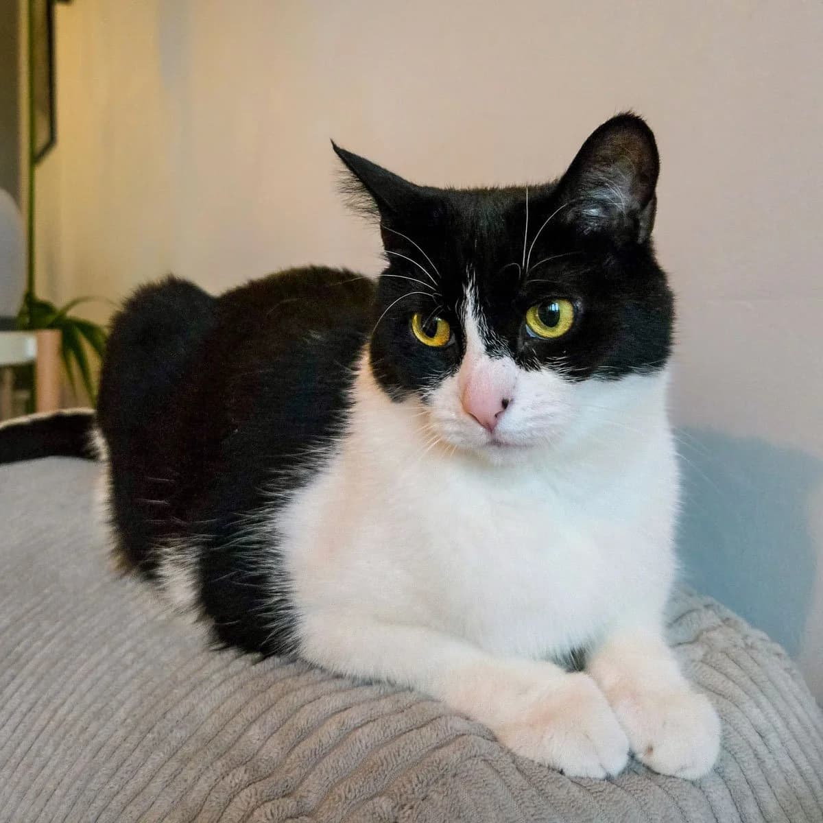 Zoe 3, female 4yo Mixed Breed for adoption at Feline Friends London