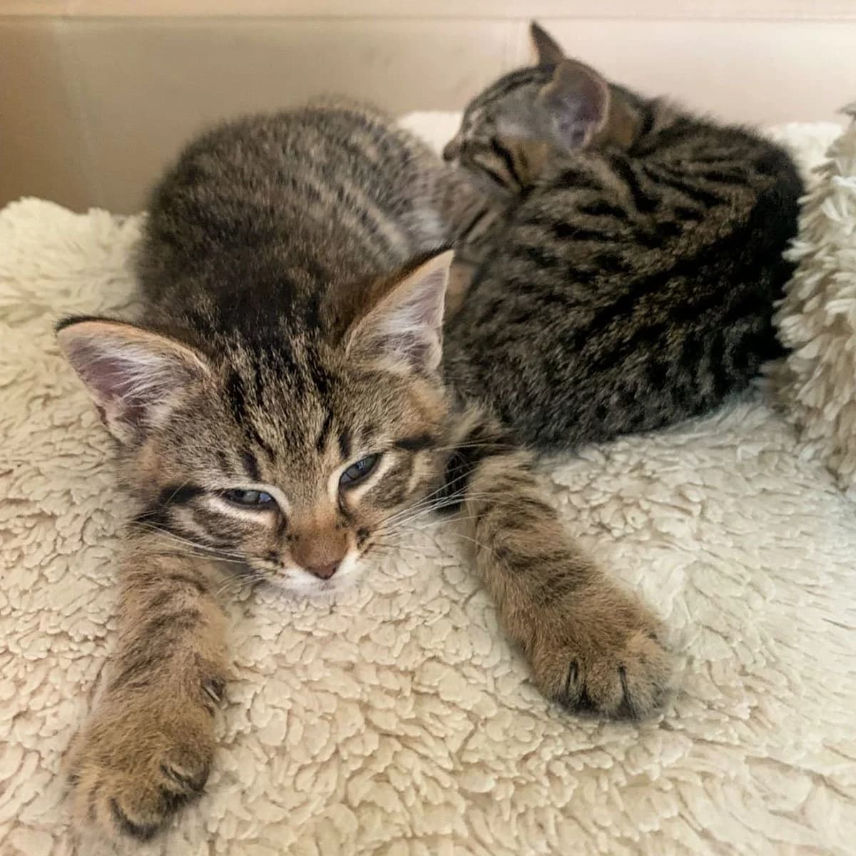 Raksha's Kittens, puppy Mixed Breed for adoption at Feline Friends London