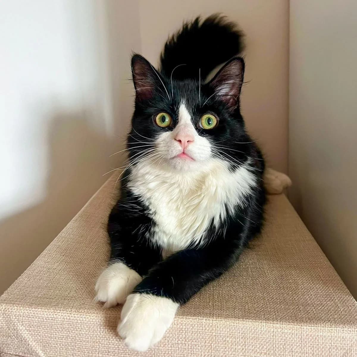 Percy 3, male young Mixed Breed for adoption at Feline Friends London