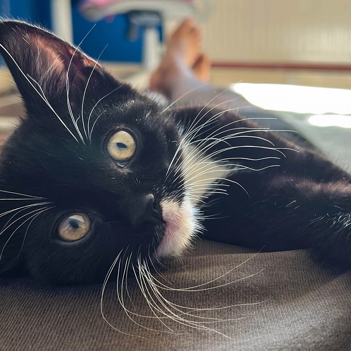 Cocoa 3, male young Mixed Breed for adoption at Feline Friends London