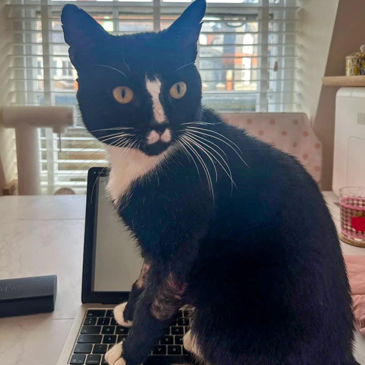 Fandango Galileo, male 7yo Mixed Breed for adoption at Feline Friends London