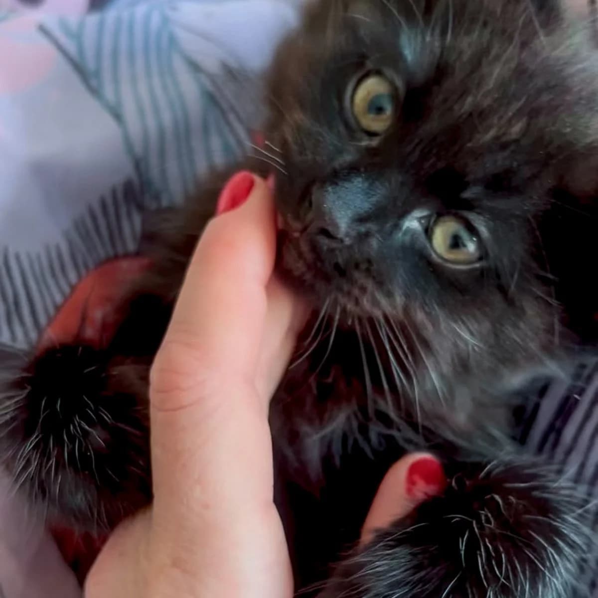 Choupette, female puppy Mixed Breed for adoption at Feline Friends London