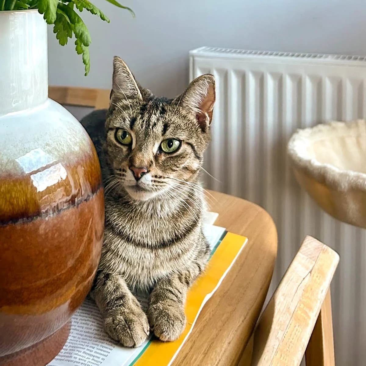 Delilah 3, female young Mixed Breed for adoption at Feline Friends London
