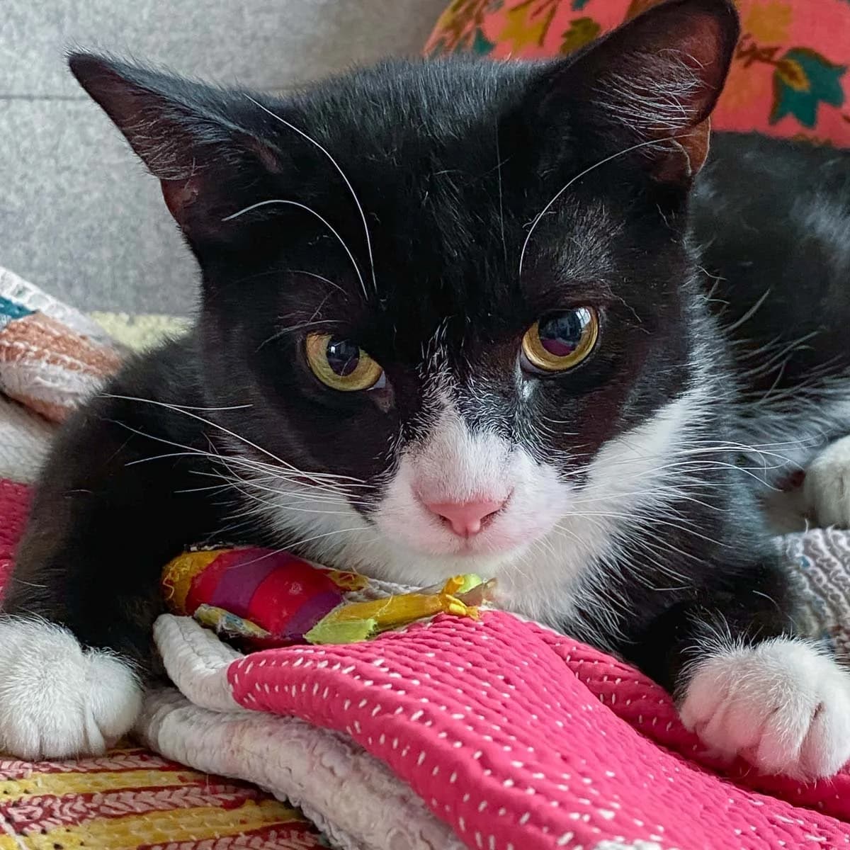 Jerry 3, male young Mixed Breed for adoption at Feline Friends London