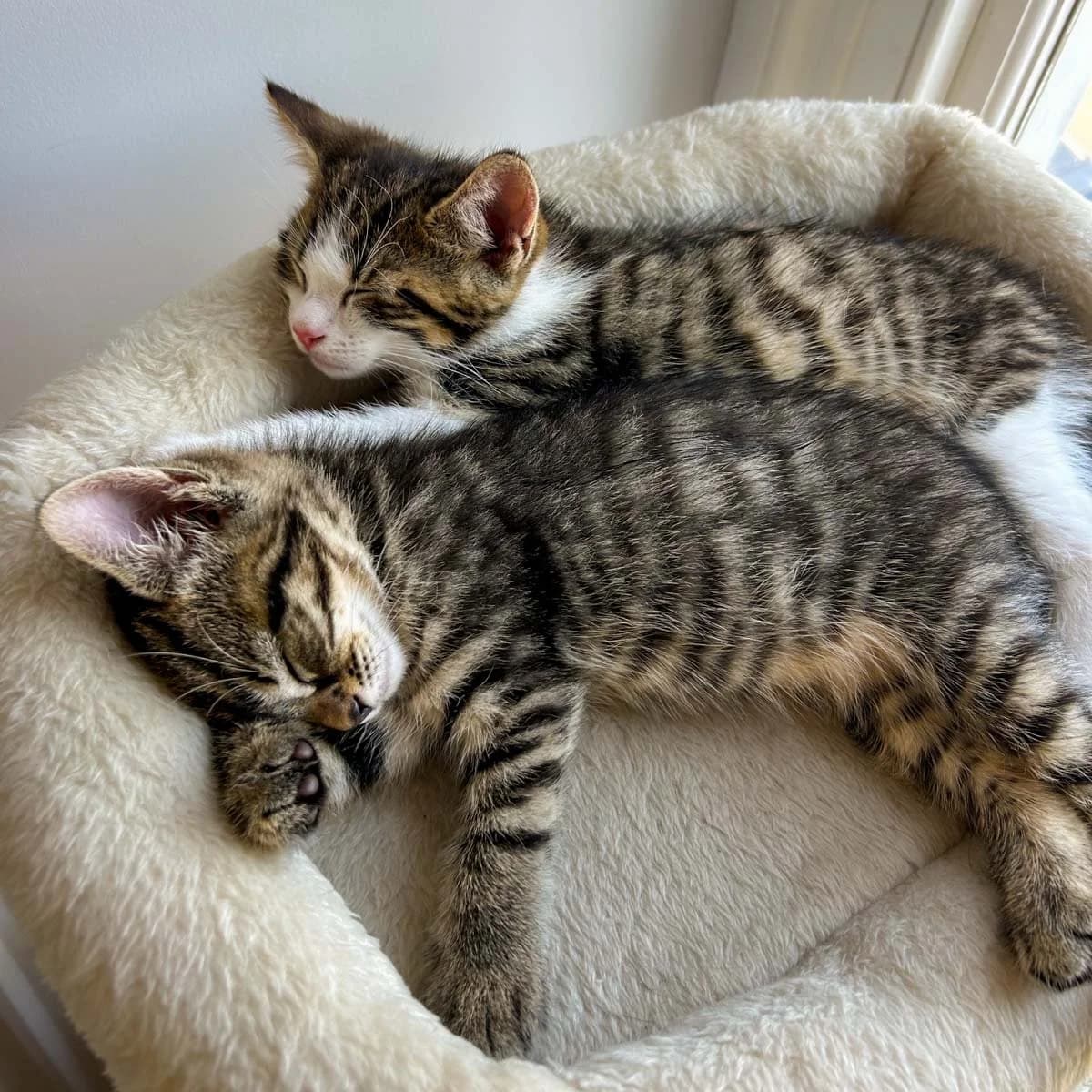 Delilah's Kittens, female puppy Mixed Breed for adoption at Feline Friends London