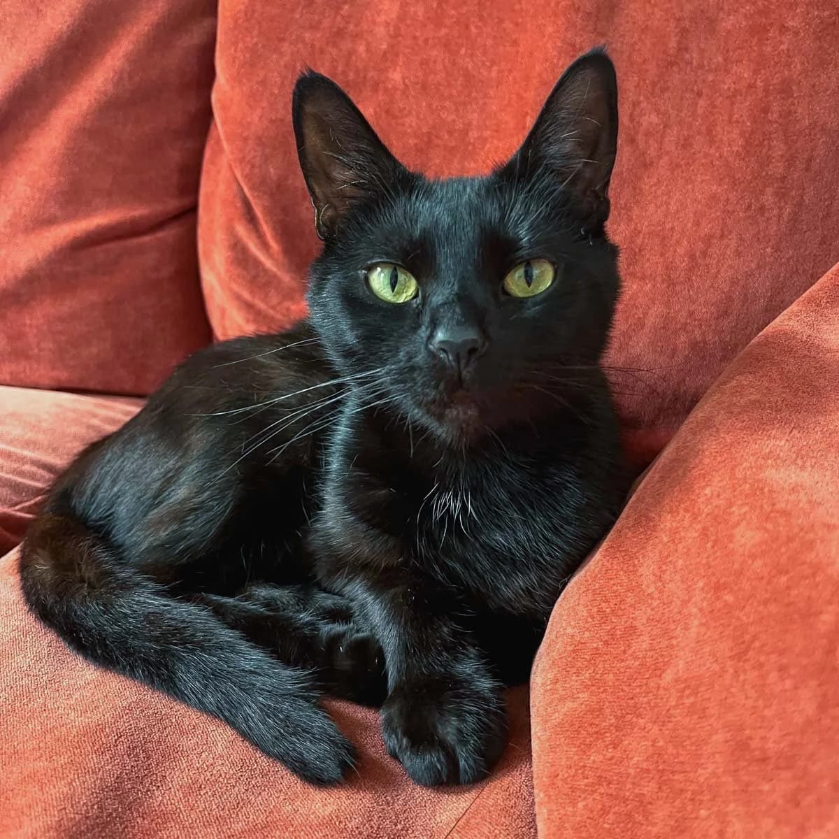 Sabzi, female puppy Mixed Breed for adoption at Feline Friends London