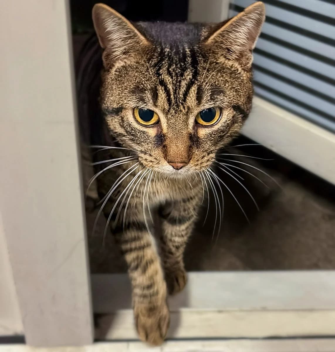 Pochi, male young Mixed Breed for adoption at Feline Friends London