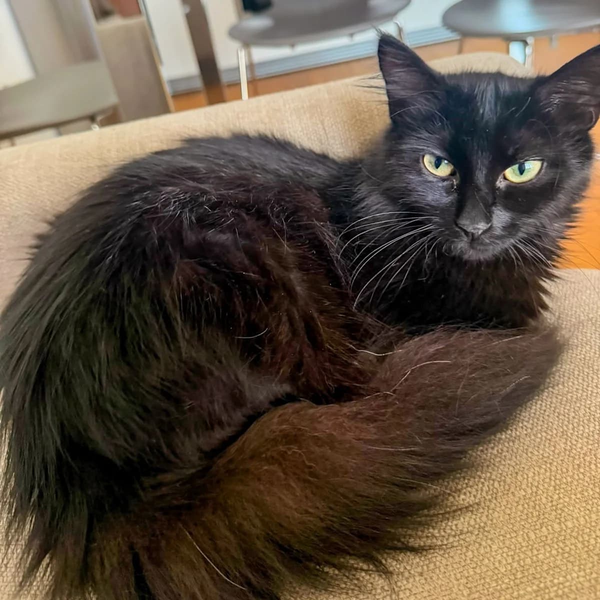 Miu and Mun, male young Mixed Breed for adoption at Feline Friends London