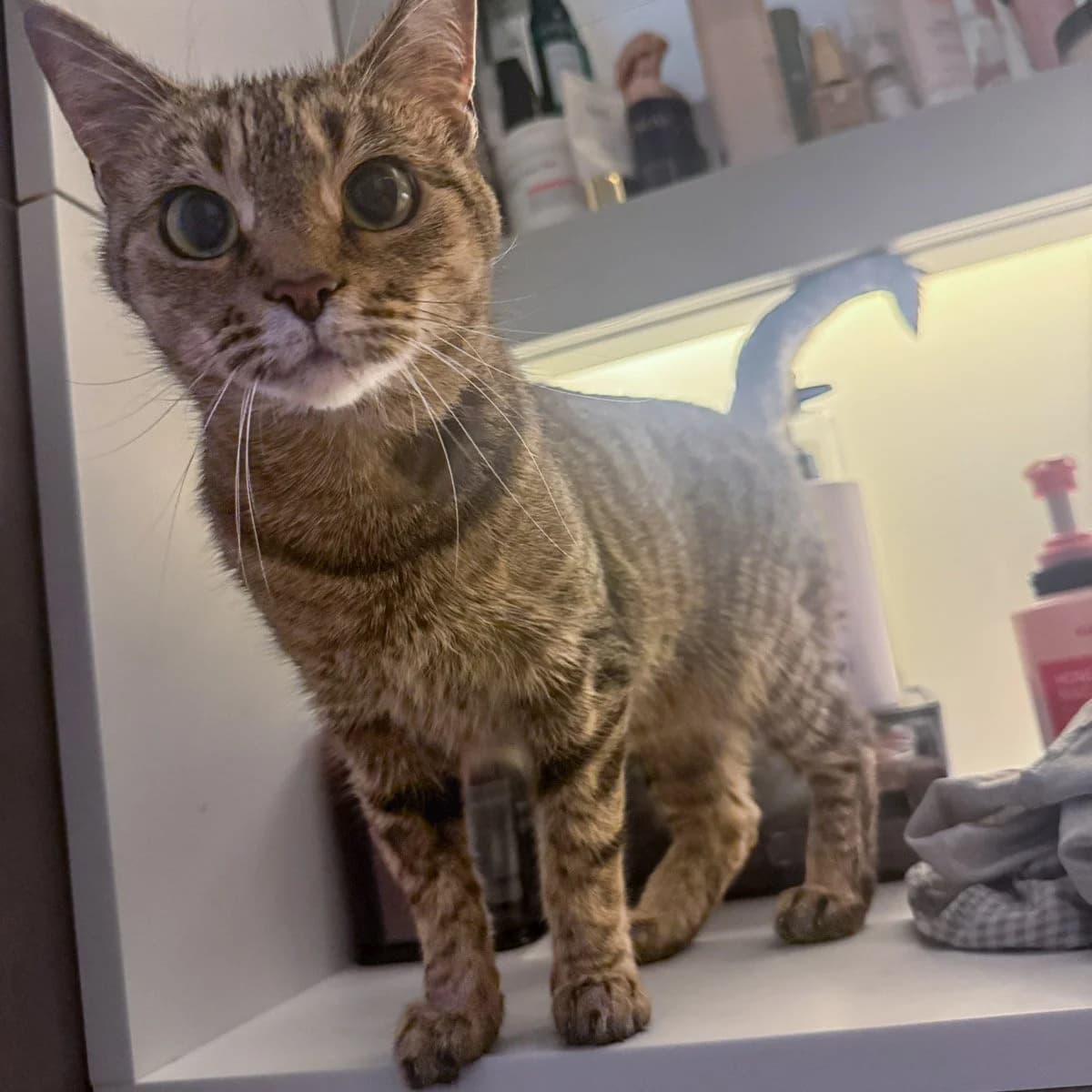 Rosie 6, female senior Mixed Breed for adoption at Feline Friends London