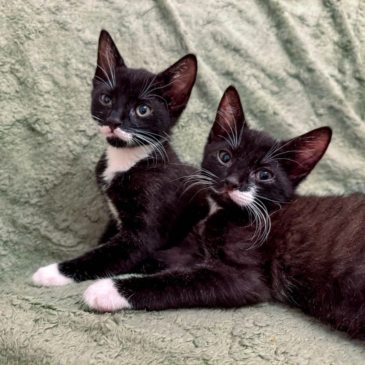 Milky and Stache, male puppy Mixed Breed for adoption at Feline Friends London