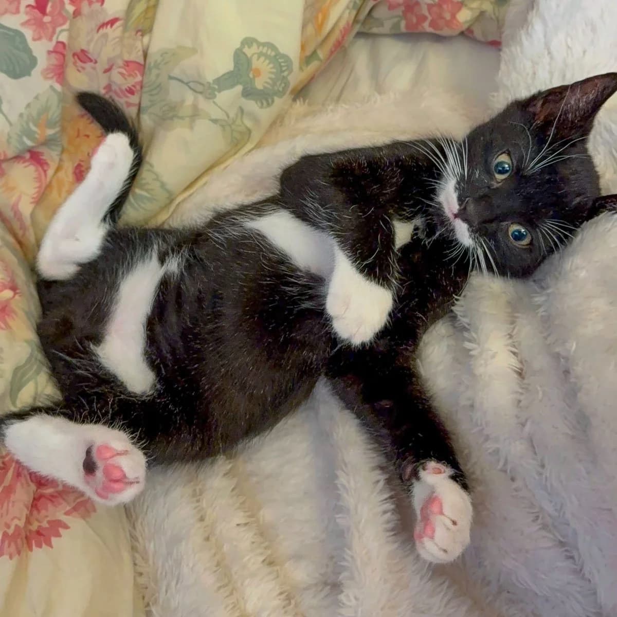Milky and Stache, male puppy Mixed Breed for adoption at Feline Friends London