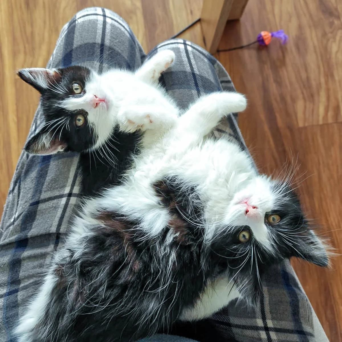 Pepper and Sage, female puppy Mixed Breed for adoption at Feline Friends London