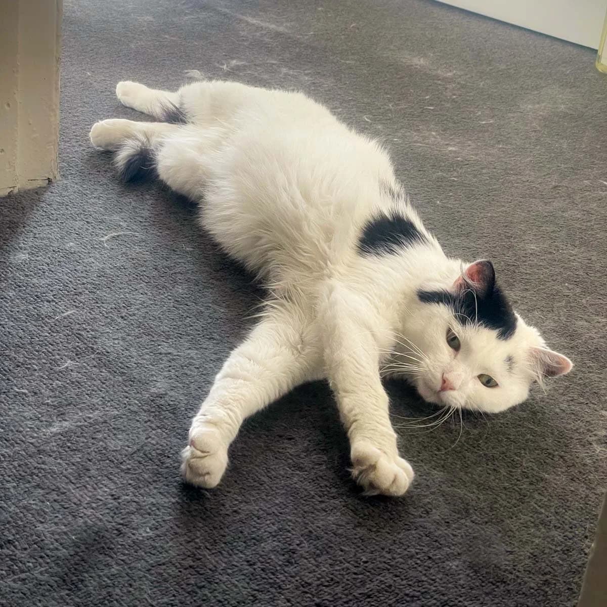 Bug, male young Mixed Breed for adoption at Feline Friends London