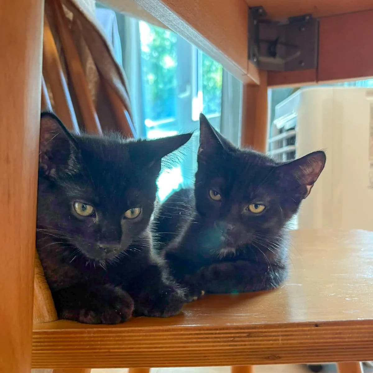 Jude and Nico, female puppy Mixed Breed for adoption at Feline Friends London