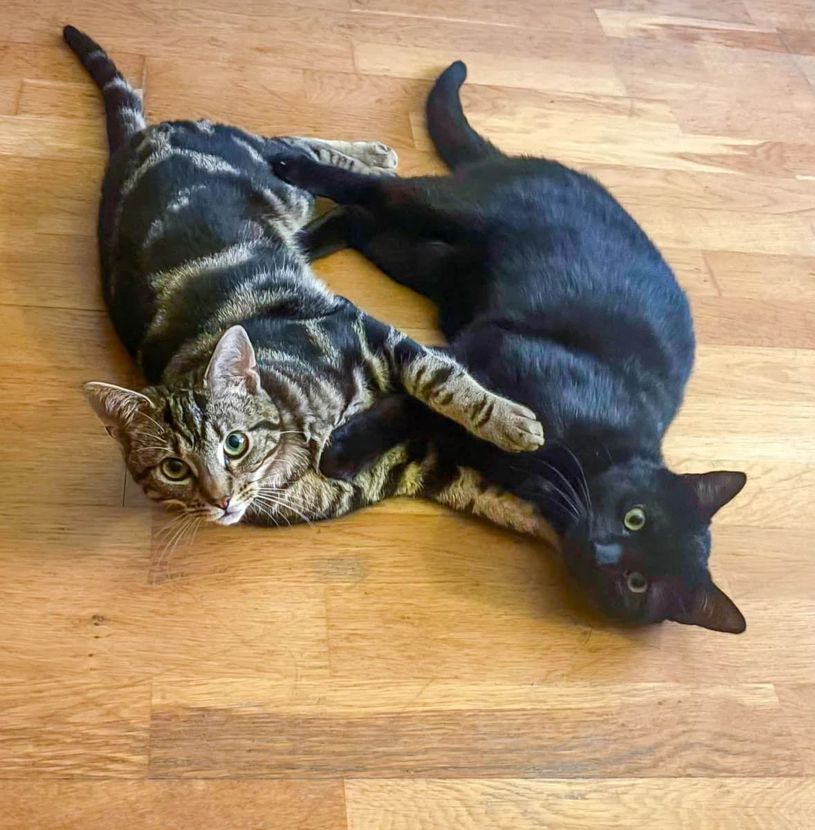 Midnight and Sunrise, male young Mixed Breed for adoption at Feline Friends London