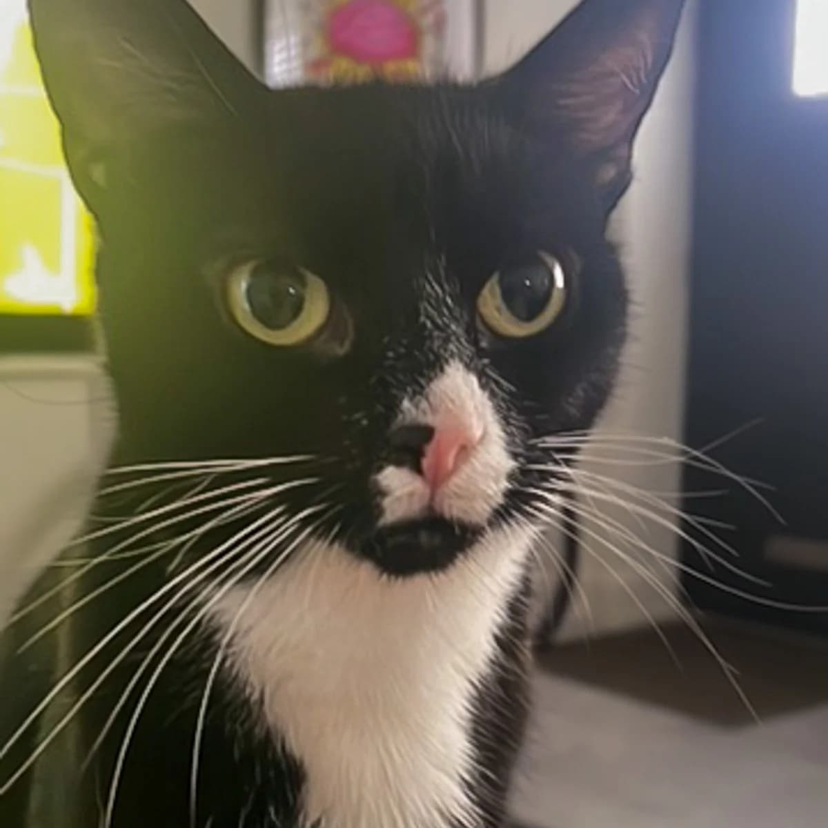 Molly 7, female puppy Mixed Breed for adoption at Feline Friends London