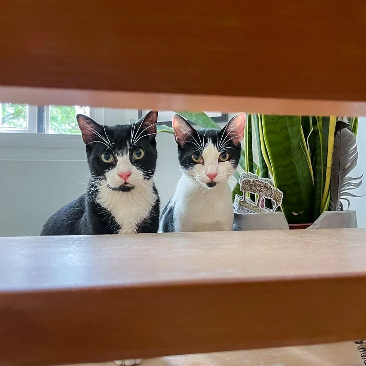 Bó and Clementine, female young Mixed Breed for adoption at Feline Friends London
