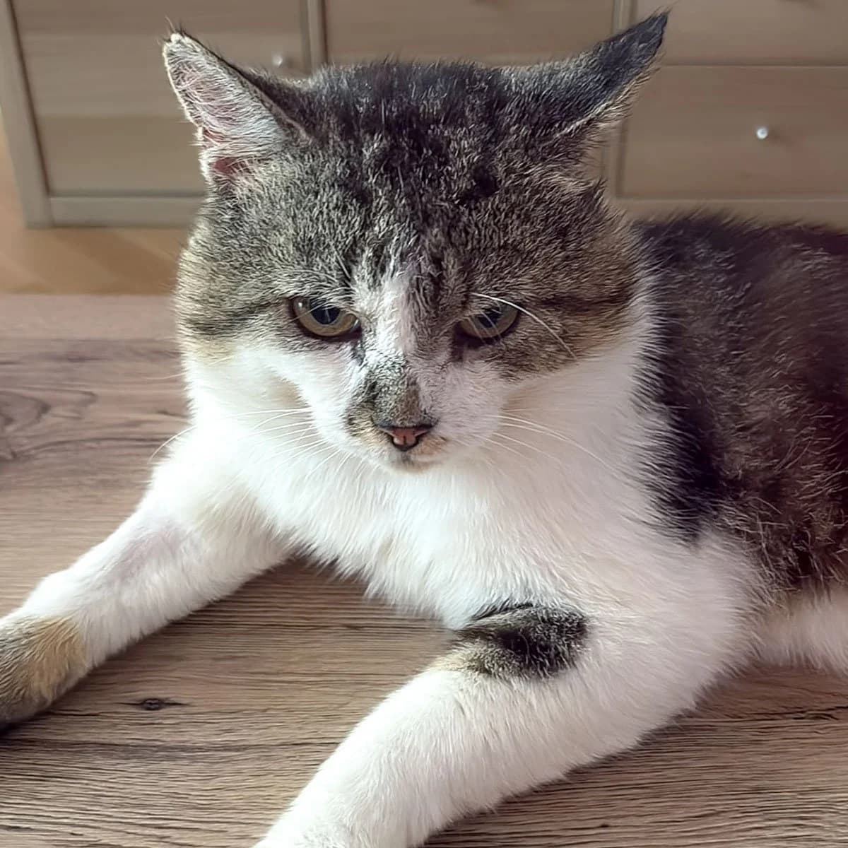 Gustav, male senior Mixed Breed for adoption at Feline Friends London