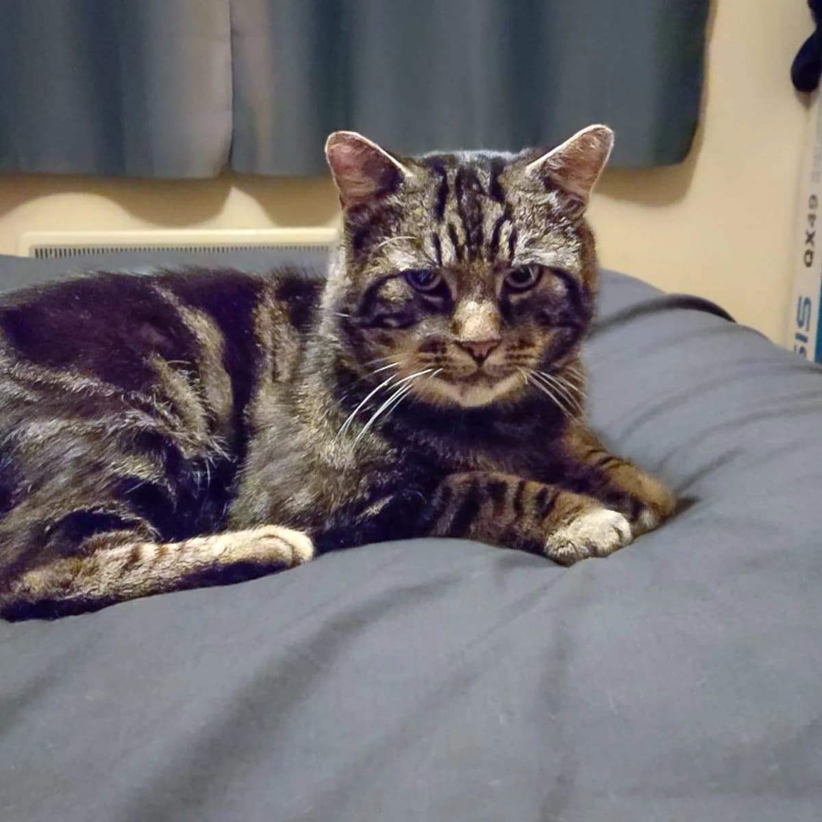 Cheeks, male senior Mixed Breed for adoption at Feline Friends London