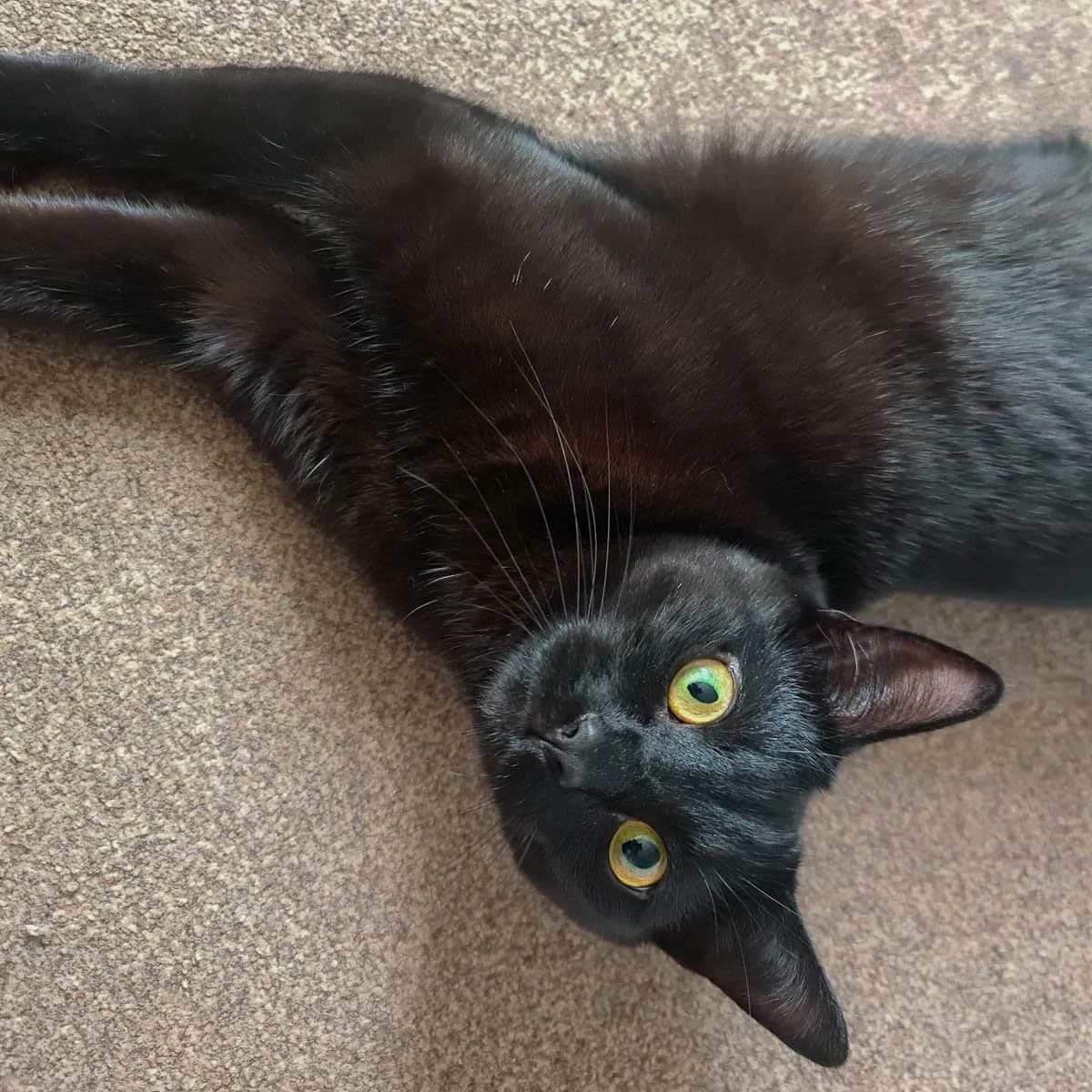 Onyx, male 3yo Mixed Breed for adoption at Feline Friends London
