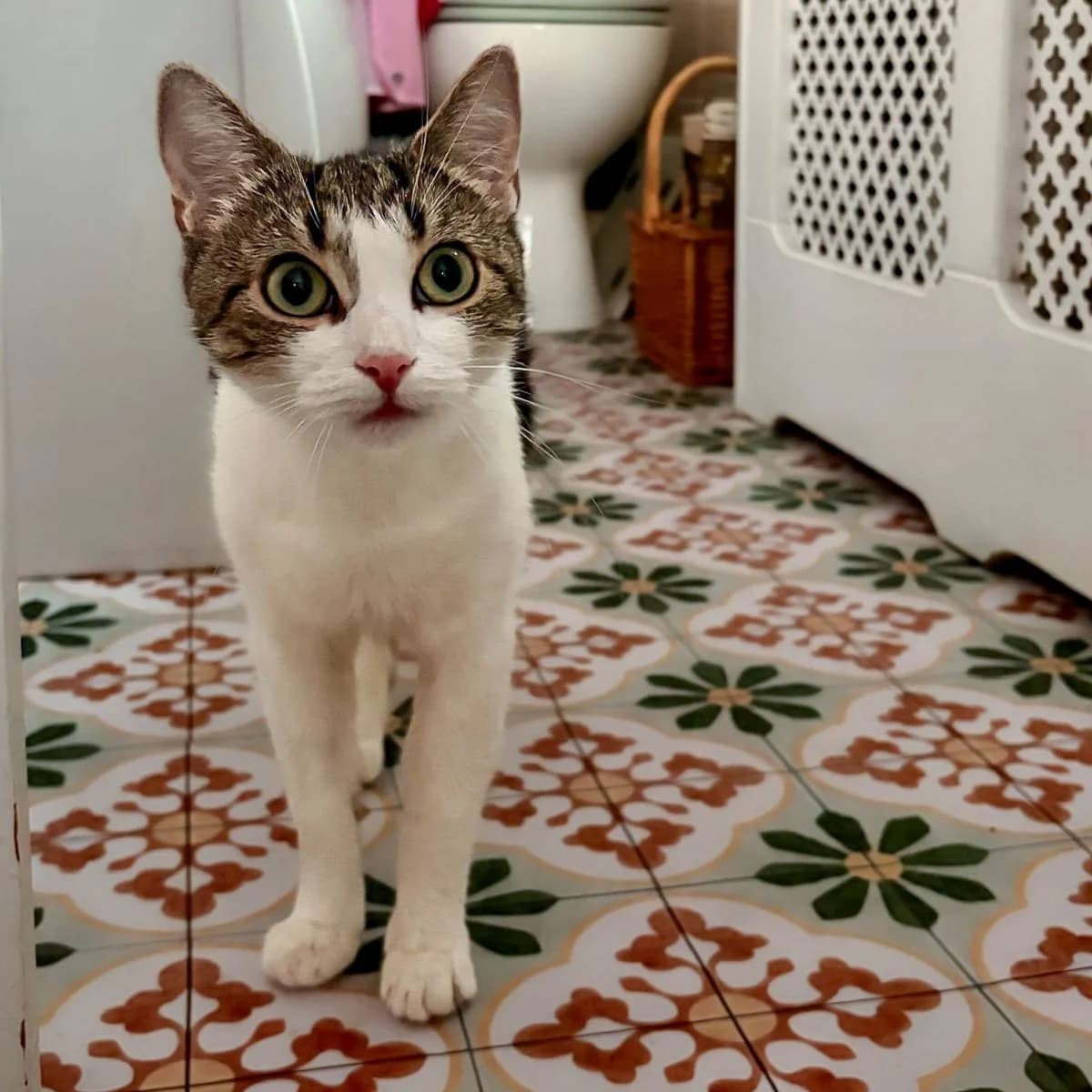 Trixie 3, female young Mixed Breed for adoption at Feline Friends London