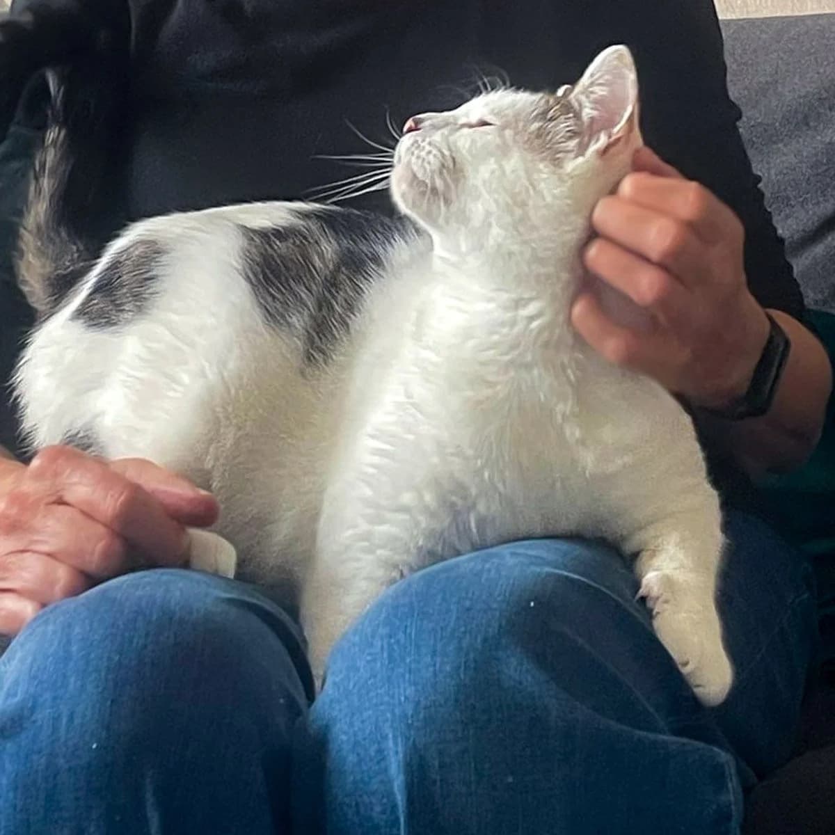 Billy Bob, male 5yo Mixed Breed for adoption at Feline Friends London
