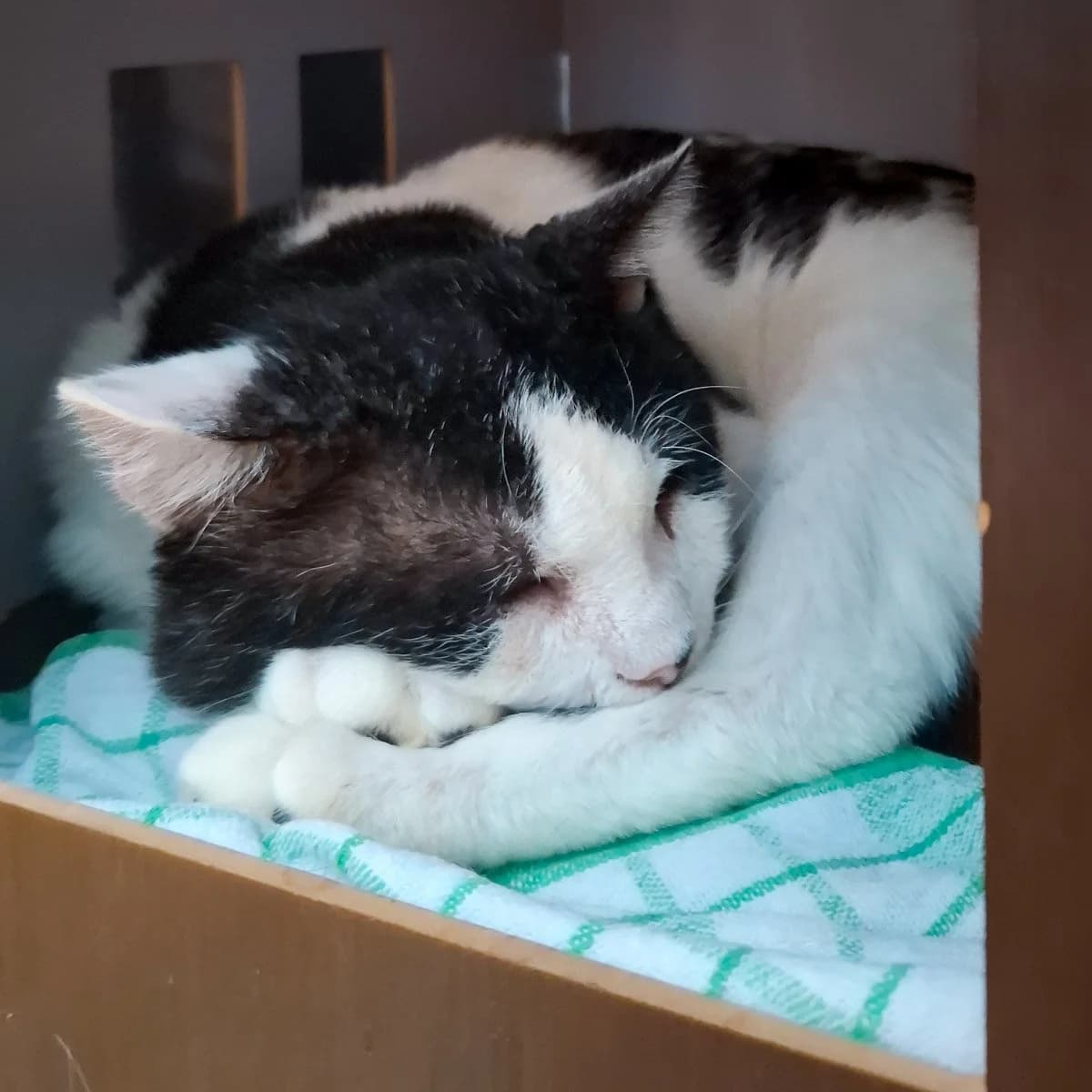 Gorgeous George, male 7yo Mixed Breed for adoption at Feline Friends London