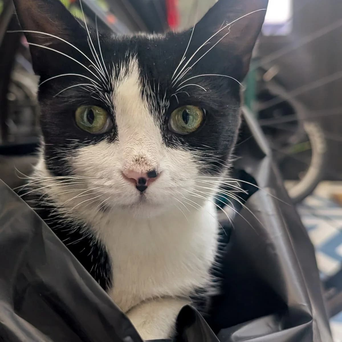 Kiri, female young Mixed Breed for adoption at Feline Friends London