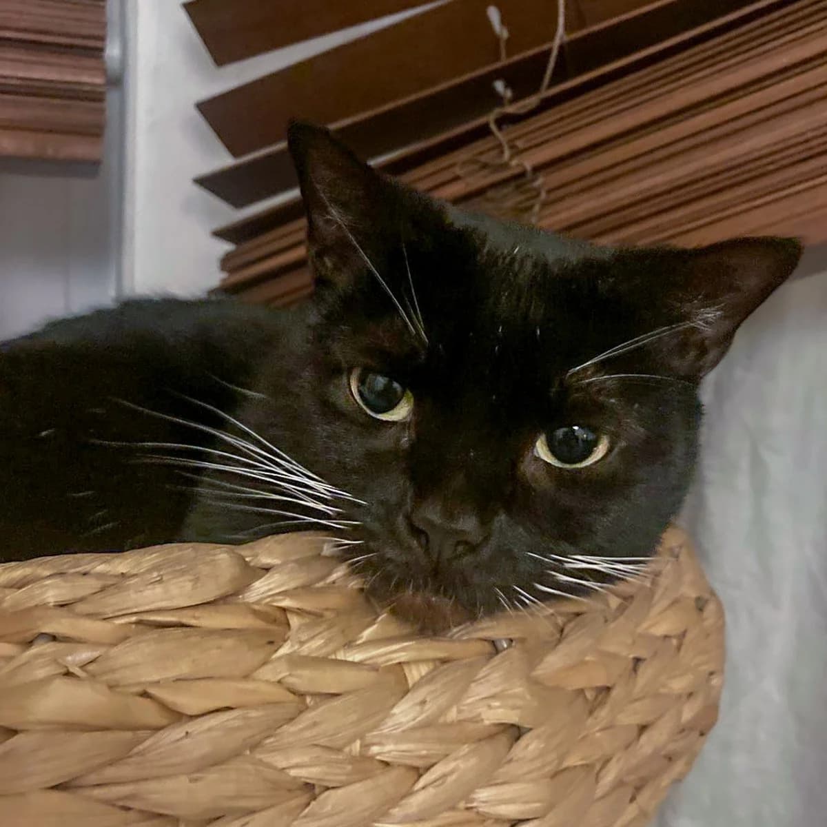 Peggotty, female young Mixed Breed for adoption at Feline Friends London