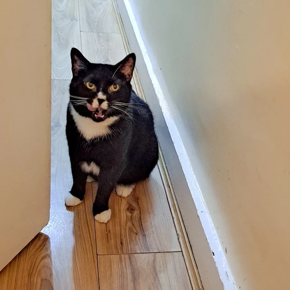 Marley 3, male young Mixed Breed for adoption at Feline Friends London
