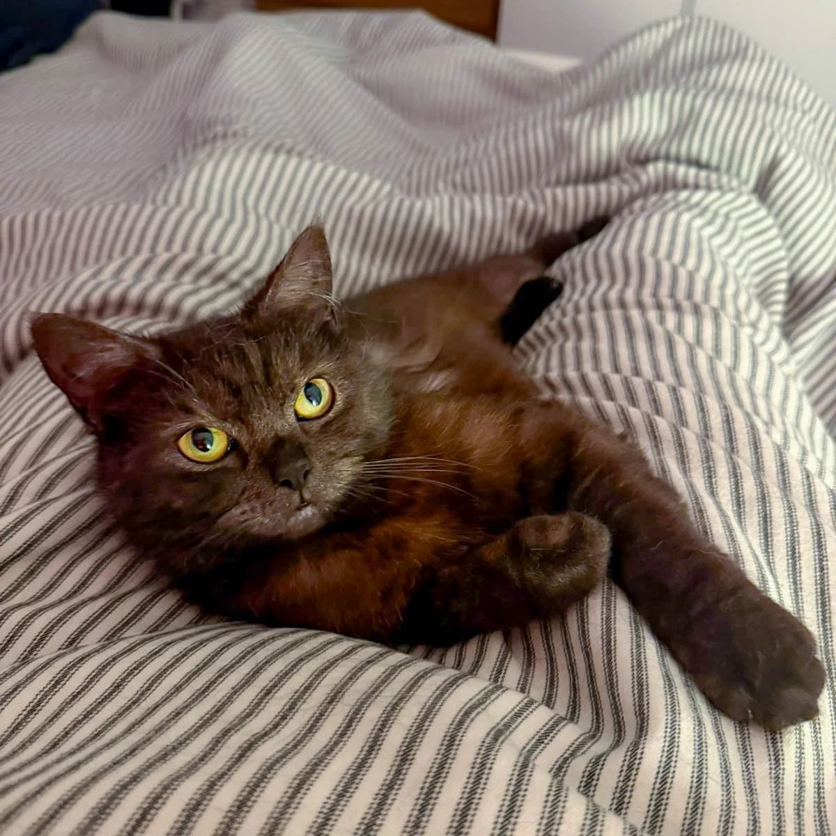 Sylvia, female young Mixed Breed for adoption at Feline Friends London